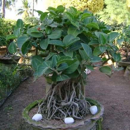 Ficus benghalensis Bonsai Seeds - Banyan Fig Tree, Indian Banyan Tree - Exotic Evergreen