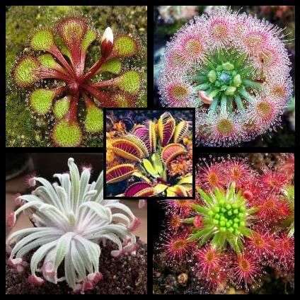 20+ Drosera Mixed Species Seeds + 5 Venus Fly Trap Seeds + Free Seeds with All Orders