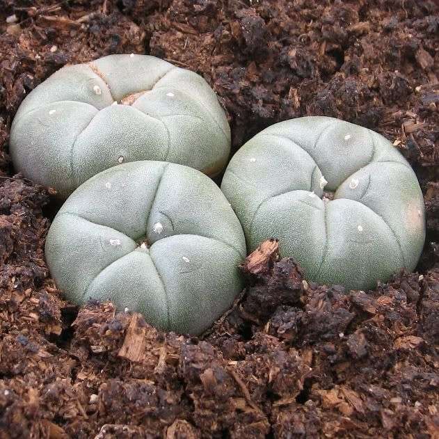 PEYOTE CACTUS CLUSTER (Lophophora williamsii) PSYCHOACTIVE - Live Succulent Plants