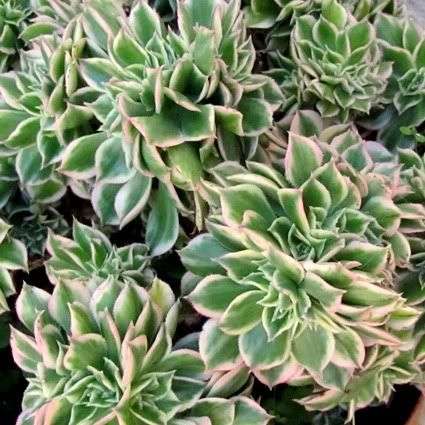 Crested Aeonium decorum cv. Sunburst Plants - Live Succulent Plants