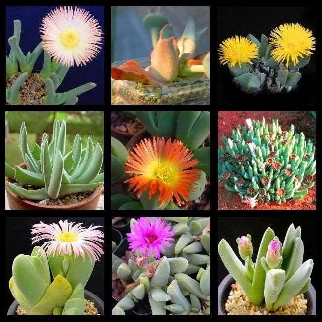 30 Cheiridopsis Mixed Species Seeds - Indigenous Mesemb Succulents
