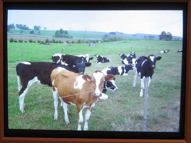 Cows