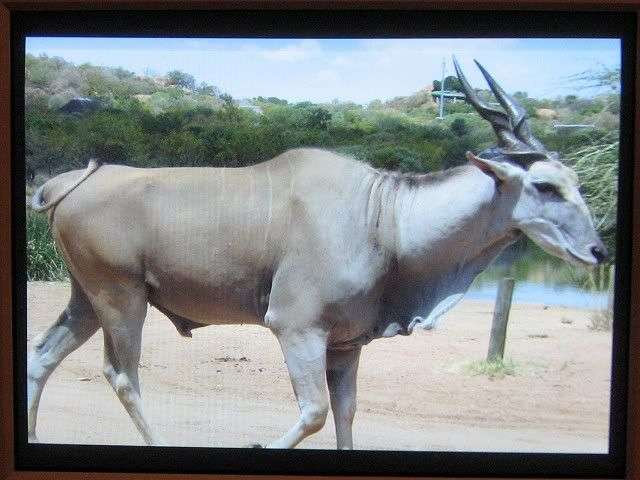 Kudu