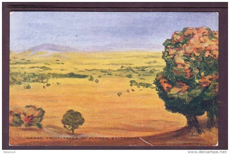 Mango fruit trees in flower, Tabora, Tanganyika, art, Miss A.V. Hammond