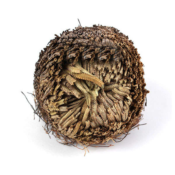 Resurrection Plants