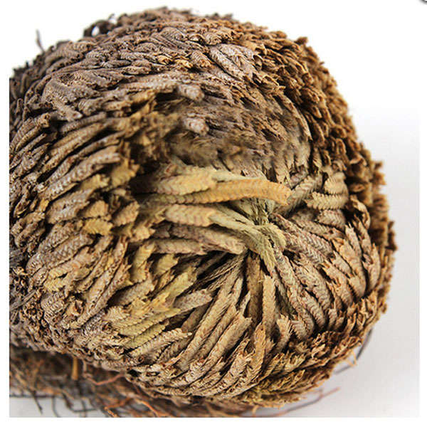Hydrophile Resurrection Plants