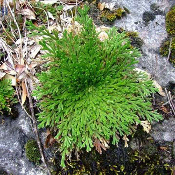 Hydrophile Resurrection Plants