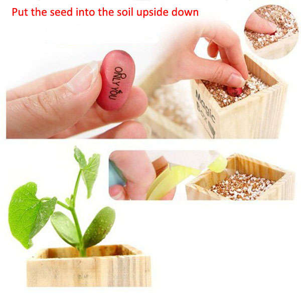 Wooden Mini Bonsai