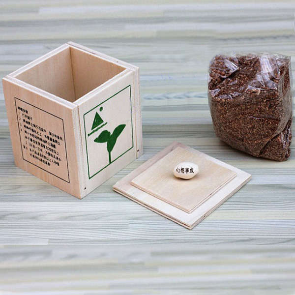 Wooden Magic Bean Bonsai