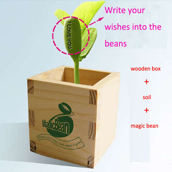 Desktop Bonsai Plants