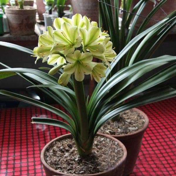 Green Clivia Seed