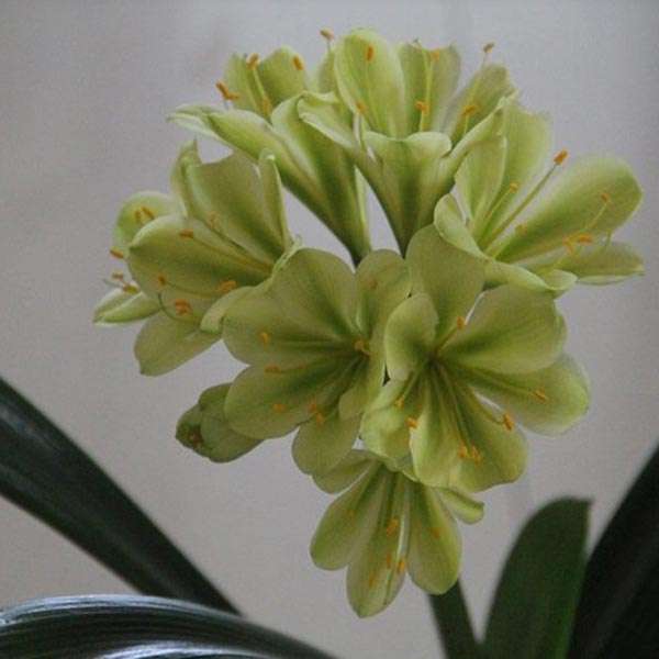Green Clivia