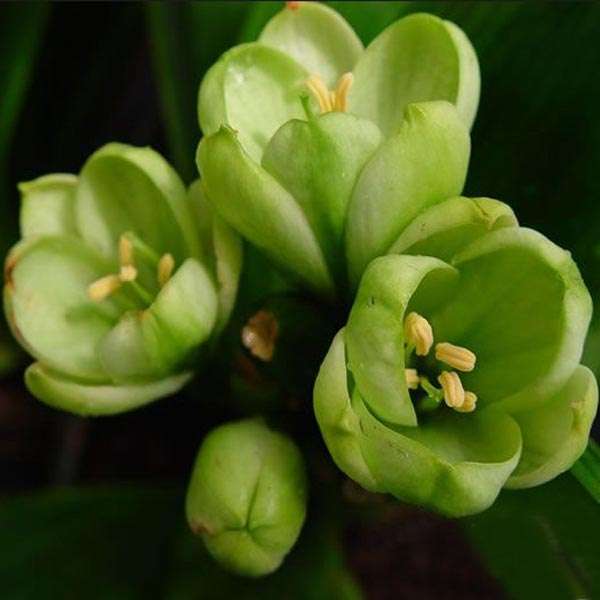 Indoor Bonsai Seed