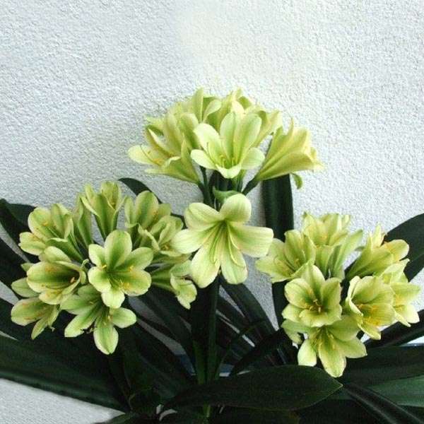 Green Clivia Seed