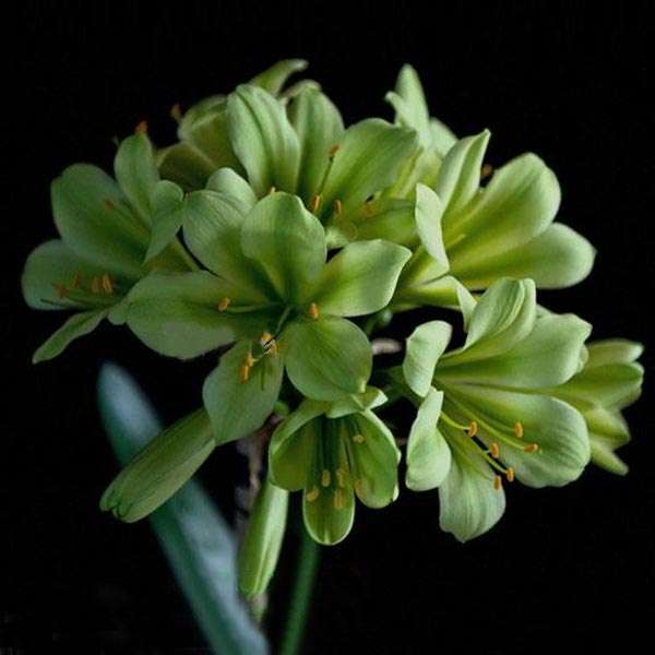 Indoor Bonsai Seed