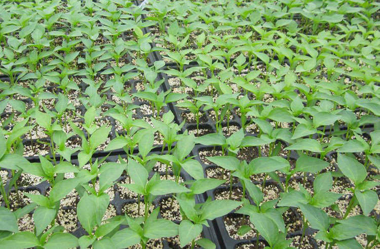 nursery seedling box