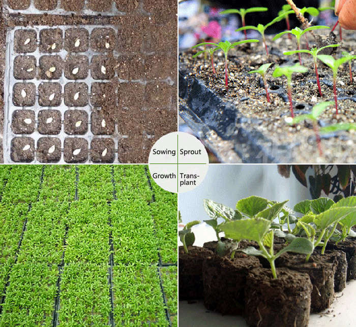 nursery seedling plate