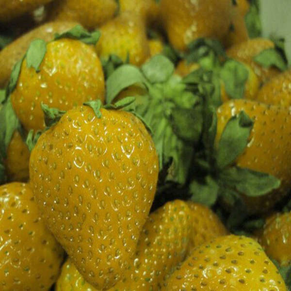 6colors strawberry seeds