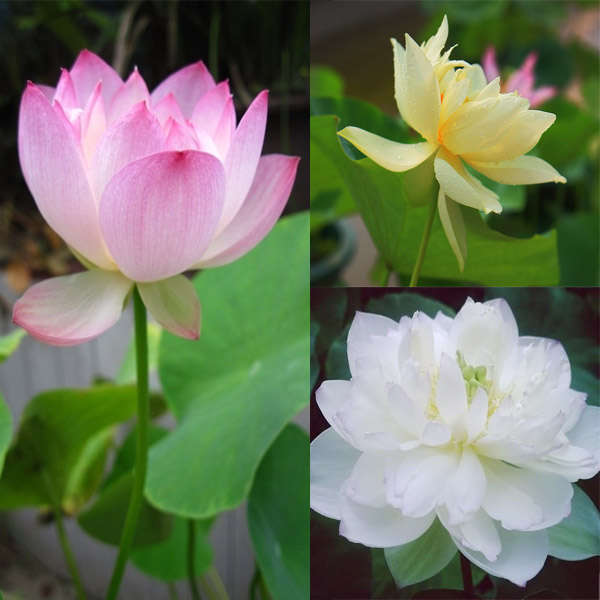 20pcs 3 Colors Mixing Bowl Lotus Seeds Perennial Aquatic Herb Flower