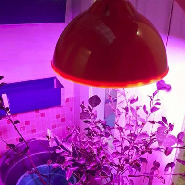 garden grow light