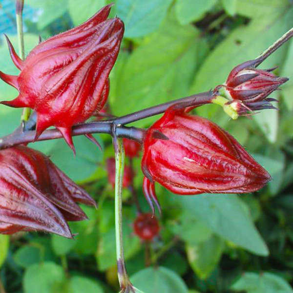 roselle seeds