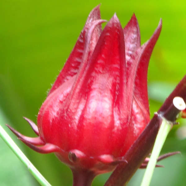 hibiscus sabdariffa seed