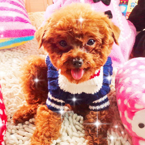 Pet Dog Cotton Navy Sweater Comforable Warm Winter Sweater