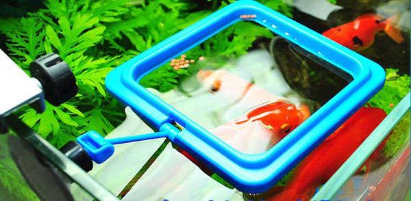 Aquarium Fish Tank Food Feeder Feeding Ring