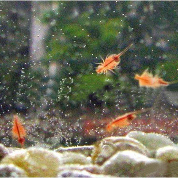 DIY Children Toy Pet Sea Monkey Egg Sea Elves Egg Sea Fairies