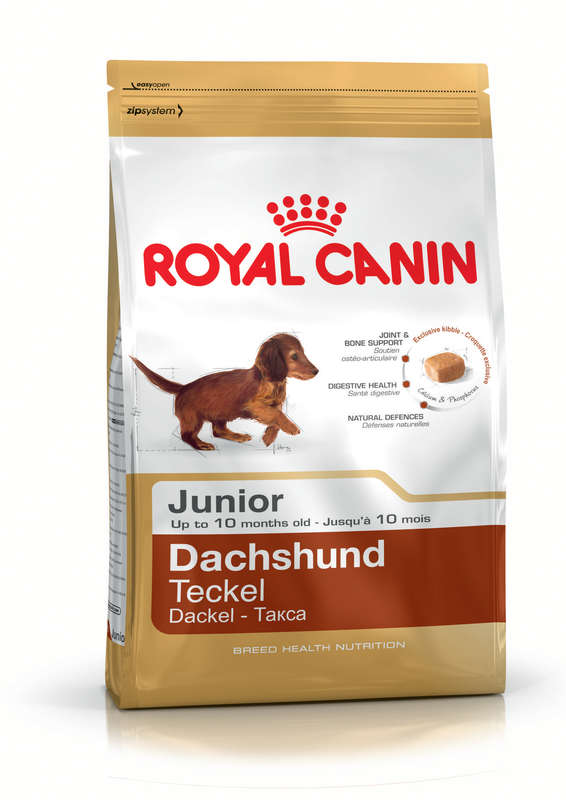 Dachshund Junior