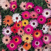Vygies Mix (Seed Pack)