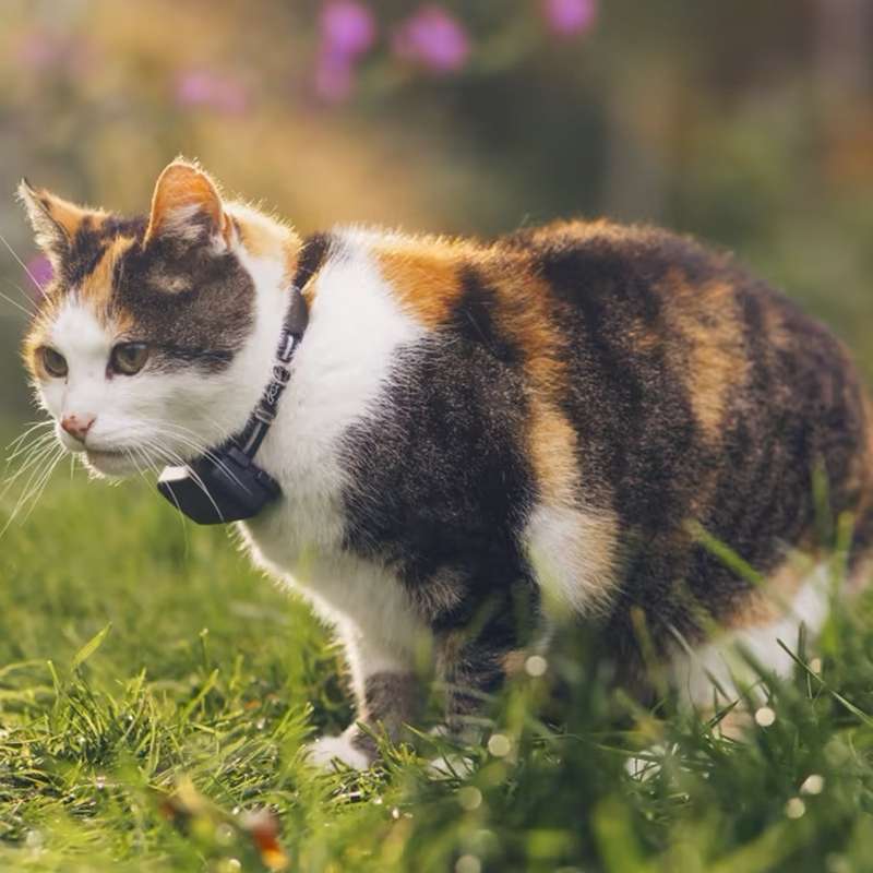 GPS Cat Tracker - Waterproof / GPS Location & Smart Activity Tracker / Unlimited Range Mini