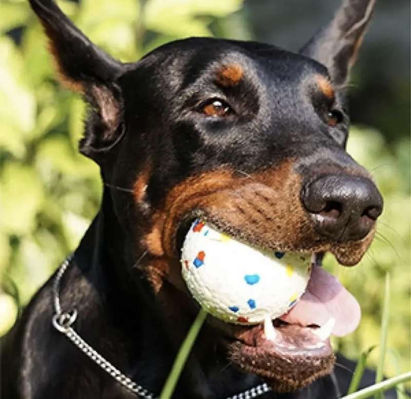 Doggie Tooth Cleaning Ball - Interactive Chew Toy for Healthy Teeth and Gums - 2 Pack