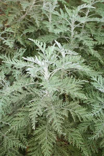 African Wormwood; Artemisia afra (medicinal / herbal / Wicca)