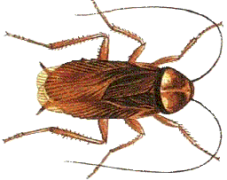 Cockroach trap