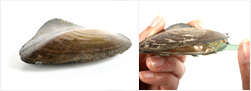 Take out the clam and Cut the clam