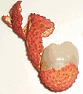 Litchi-peeled Litchi-peeled