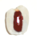 Lychee-inside Lychee-inside