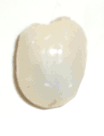 Lychee-peeled Lychee-peeled