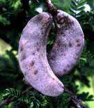 Seedpods