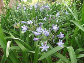 Growing in Kirstenbosch