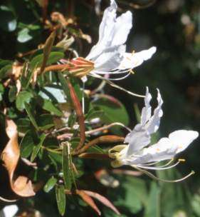 Buds, flowers and pods