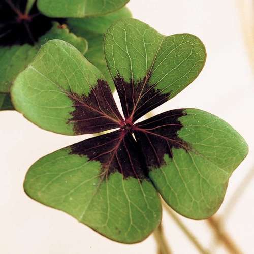 Grow your Own Four Leaf Clover