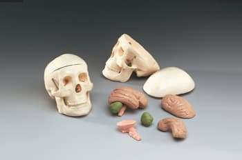 MINIATURE SKULL WITH 8 PART BRAIN - WCPSB
