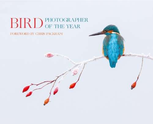 Bird Photographer of the Year - Bird Photographer of the Yea