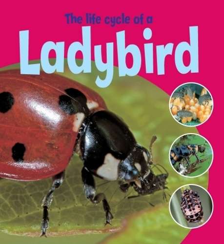 LIFE CYCLE OF A LADYBIRD SECONDHAND - THOMSON,R