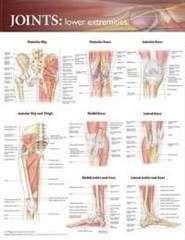 Joints of the Lower Extremities Anatomical Chart - POSTER