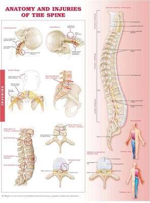 Anatomy and Injuries of the Spine Anatomical Chart - X