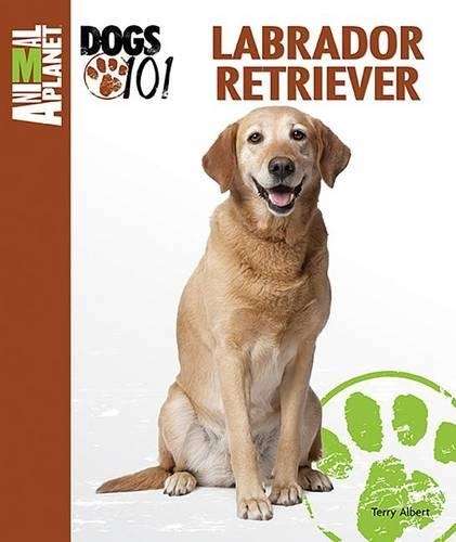 Labrador Retriever - Terry Albert