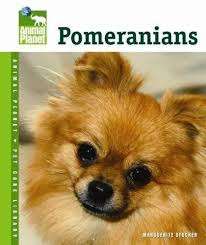 Pomeranians - Marguerite Stocker
